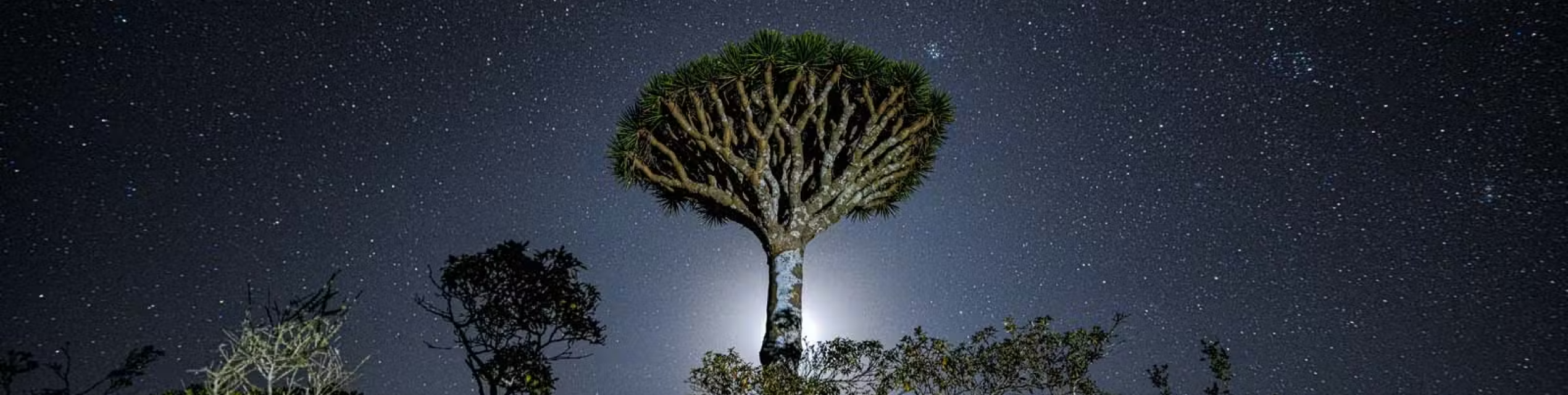 Trees in a forest