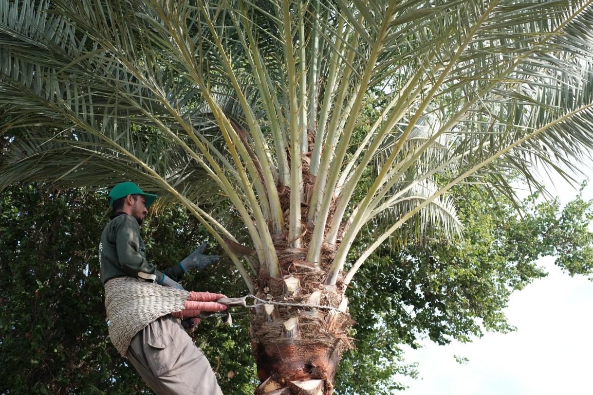 Iraq tree-planting