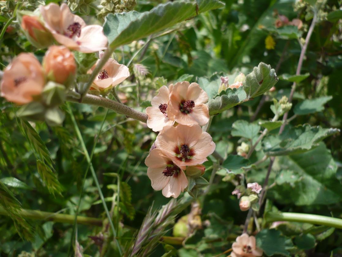 Pink flowers