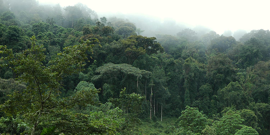 Congo - Forest 