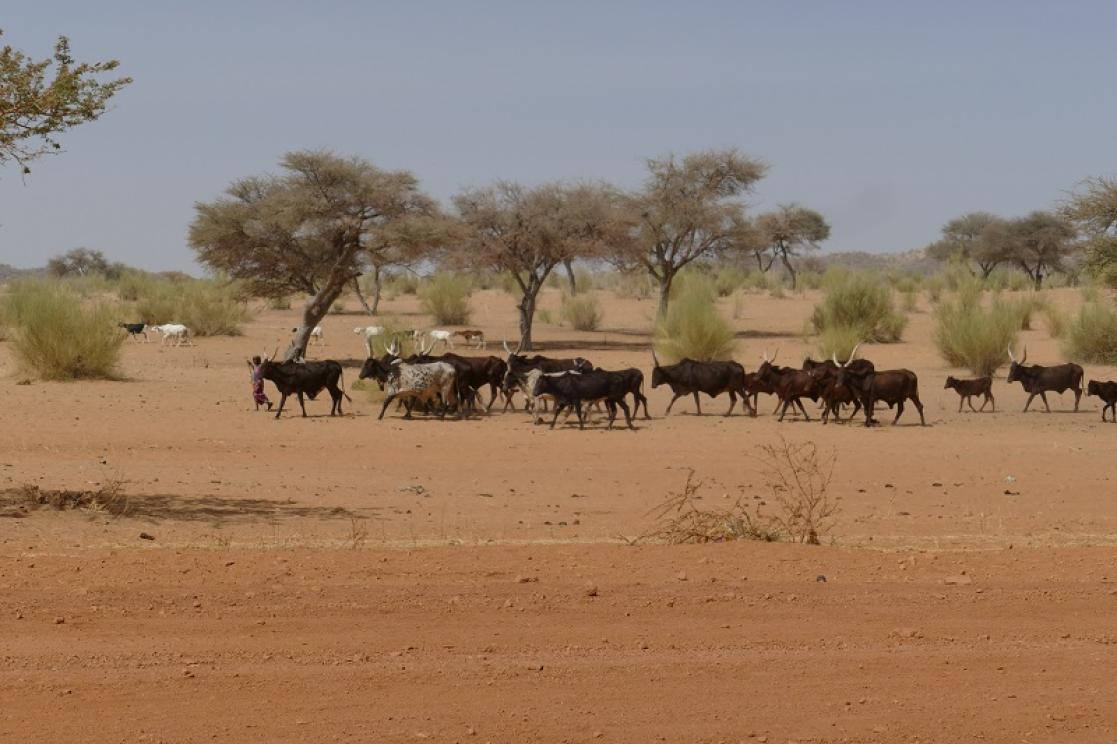 Une vue des animaux domestiques dans la réserve