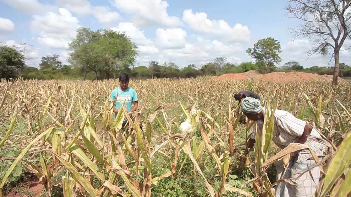 Maize farmers in Vavuniya