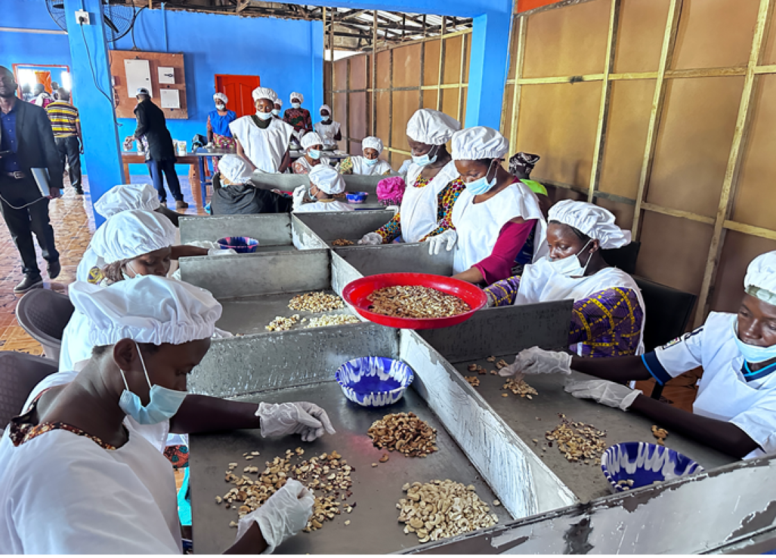 Women careful processing the cashew nuts at the factory 