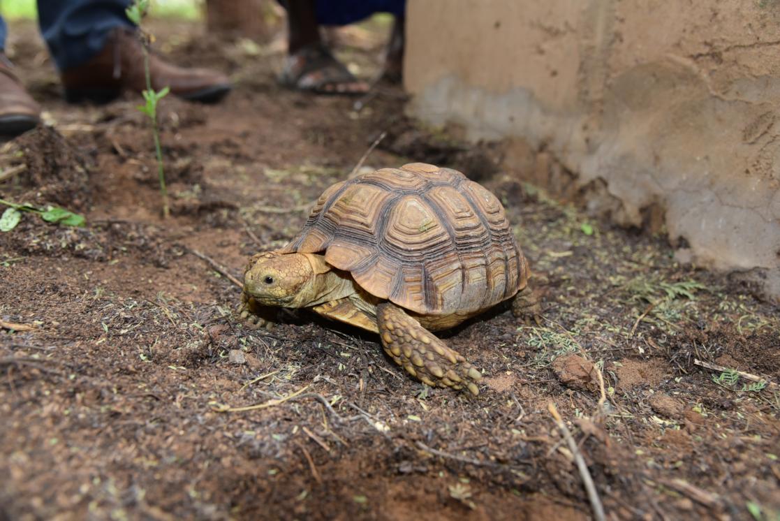 Tortue dans la Réserve Naturelle Communautaire de Koyli Alpha sur la commune de Mboula, dans le Ferl