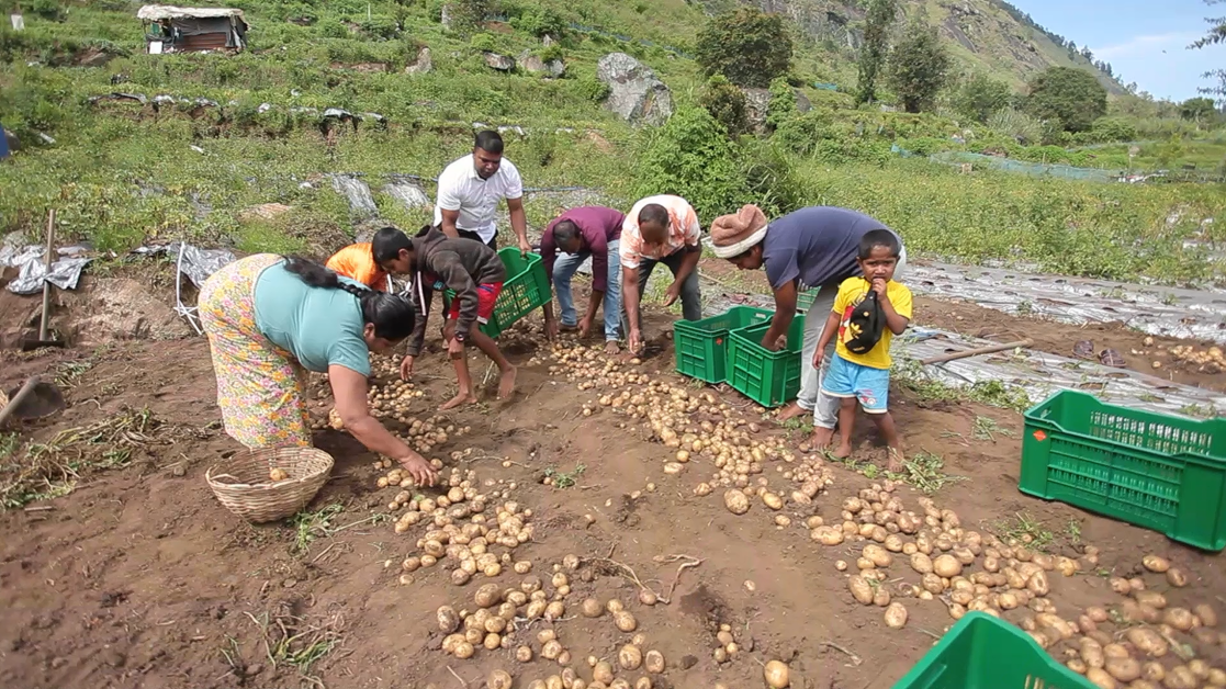 Farmers in the midst of hervesting