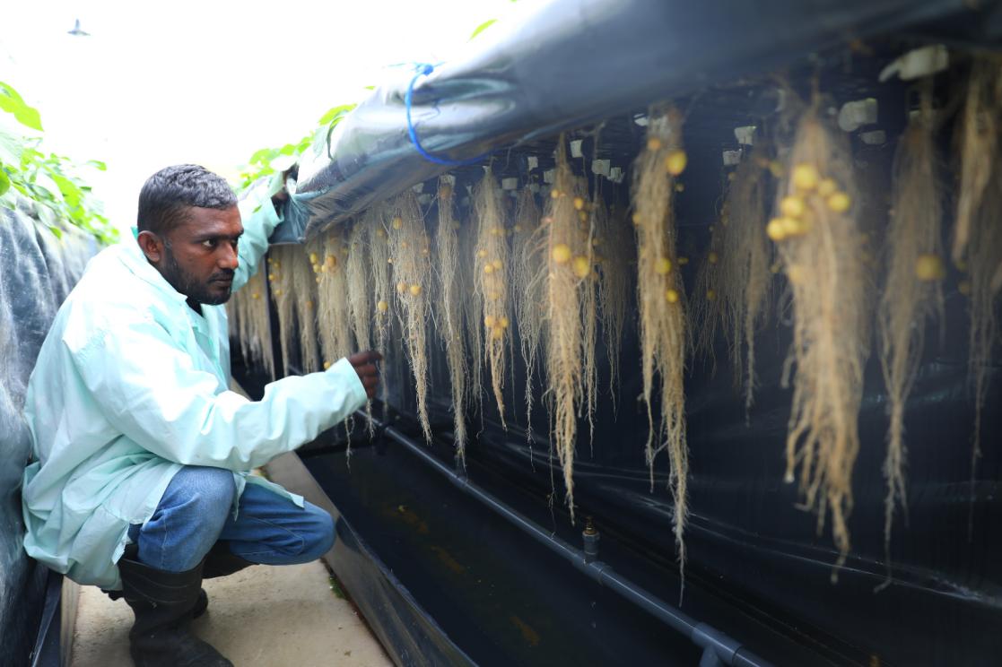 Seed potato tunnel