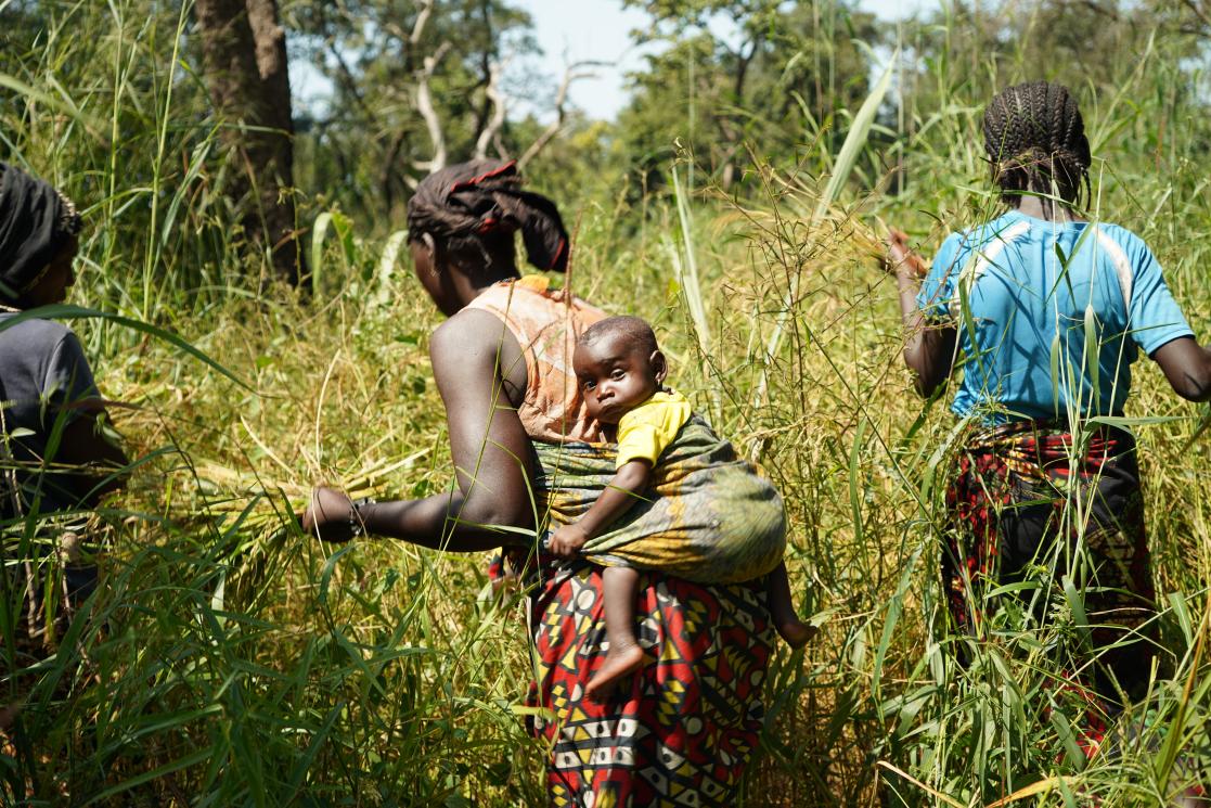 crop cultivation