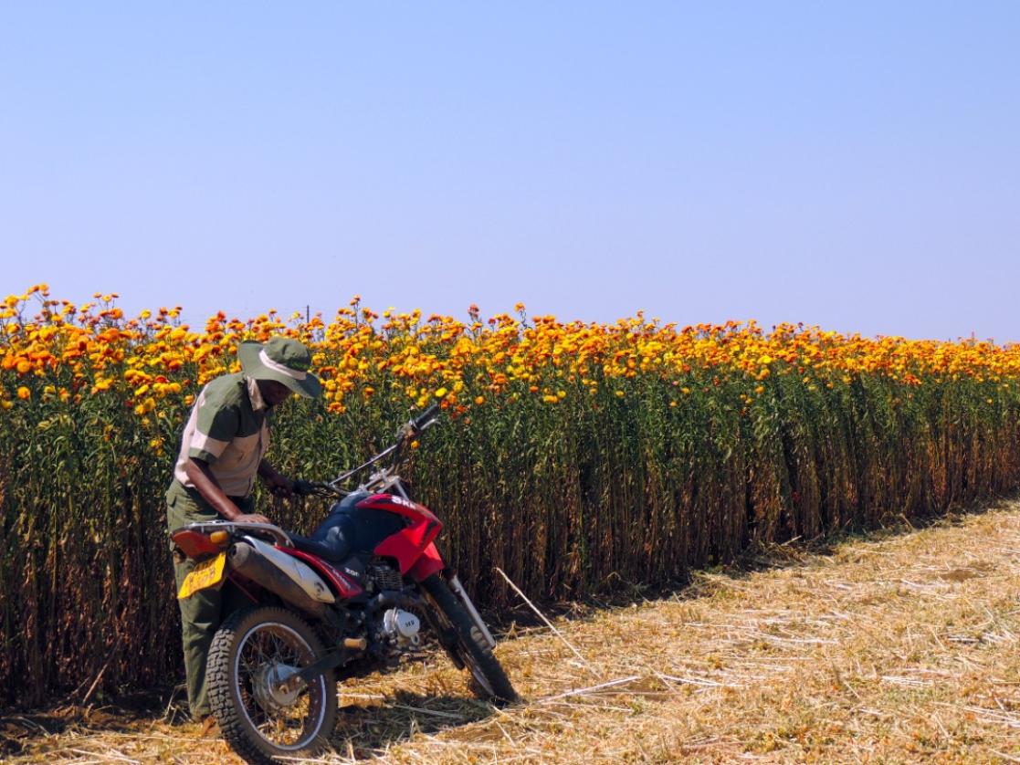 man with motorcycles and flowers