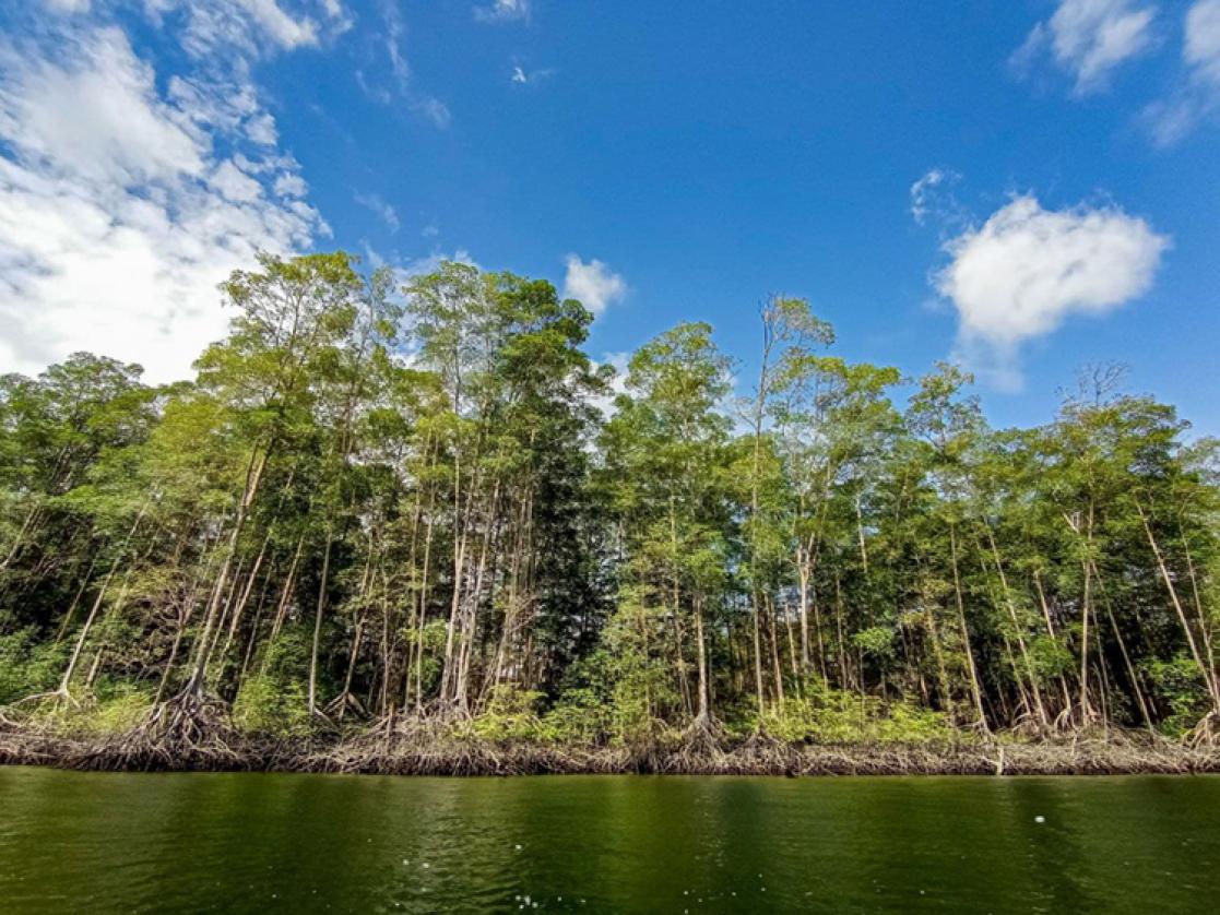 River and forest