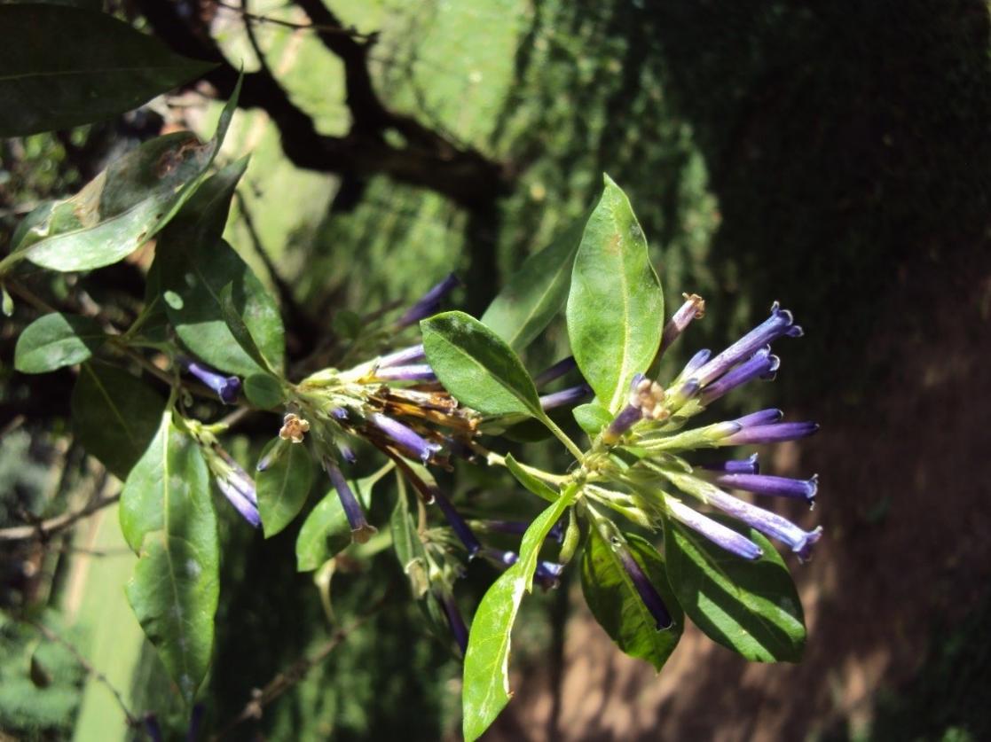 Purple flowers