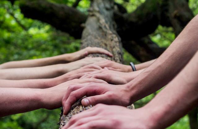 Several hands placed on a tree trunk.