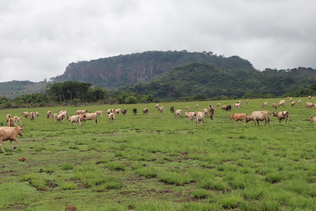 Meadow with animals grazing