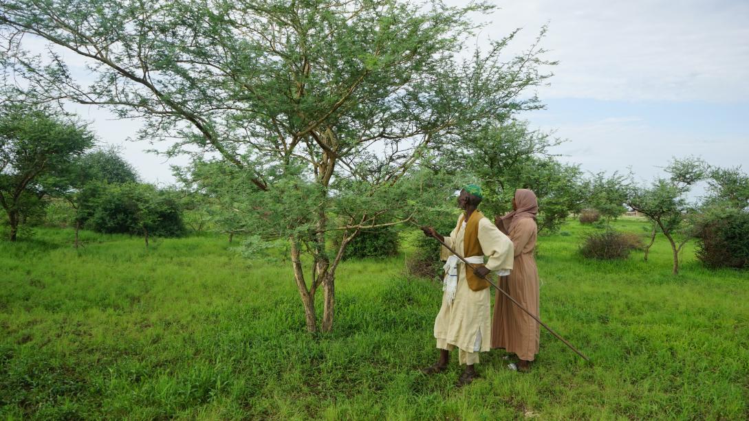 Gum Arabic producers collecting the raw material 