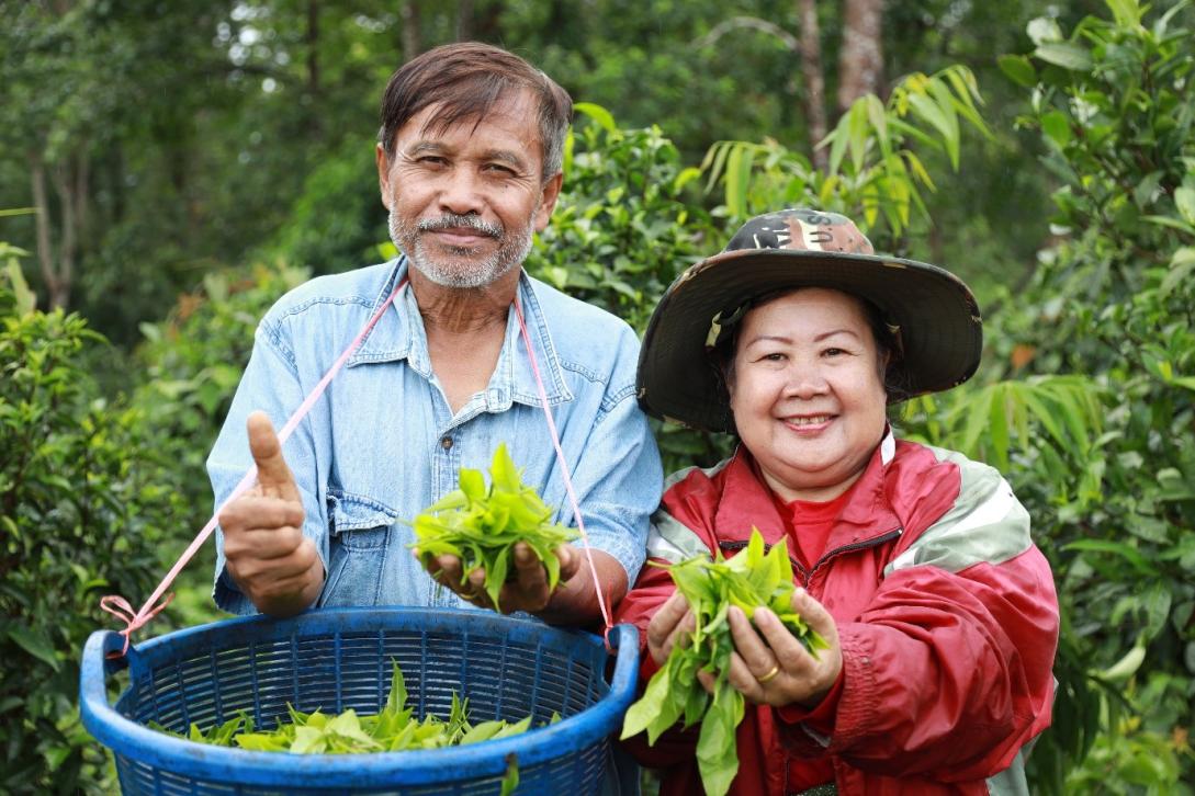 Two tea farmers showing tea leaves