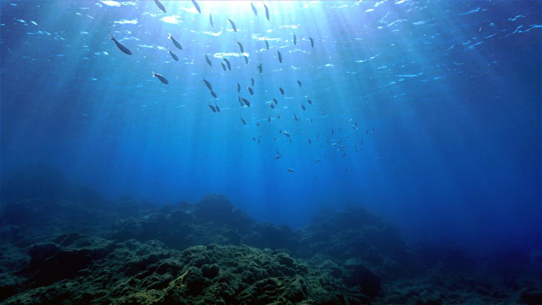 Ocean, underwater, sunlight coming through, highlighting school of fish. 