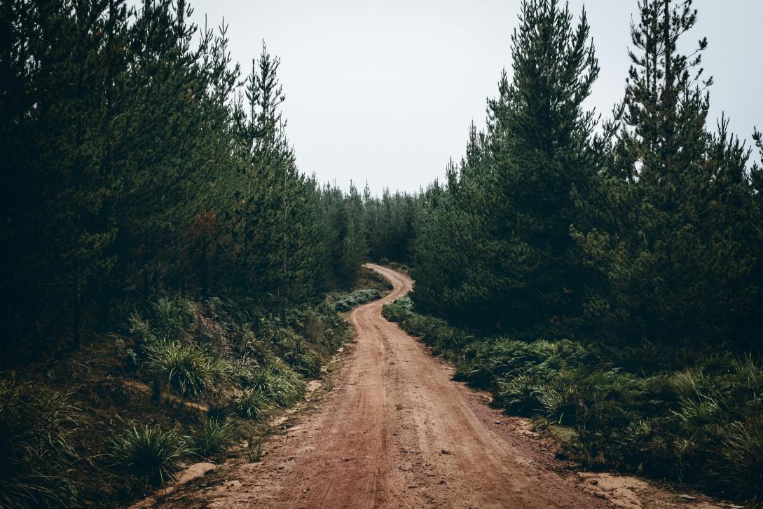 Dirt road through the forest