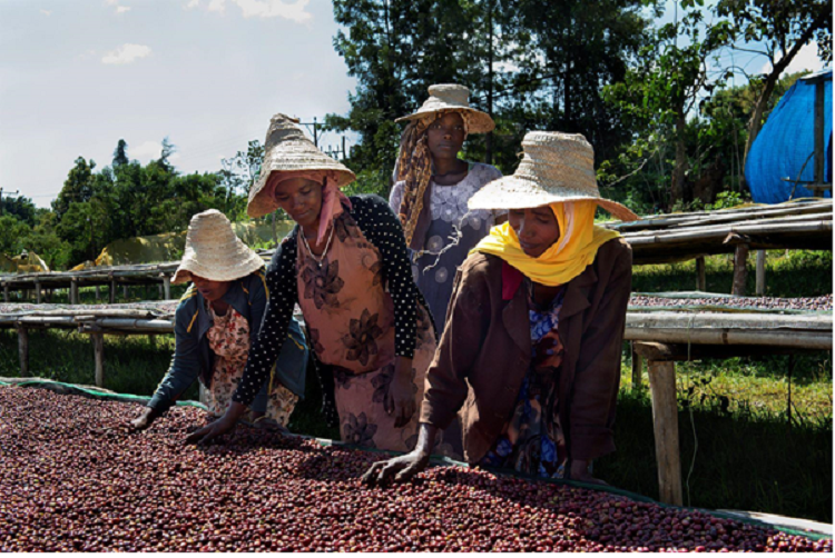 Women sun drying ripened red coffee cherries on raised beds, Jimma zone.