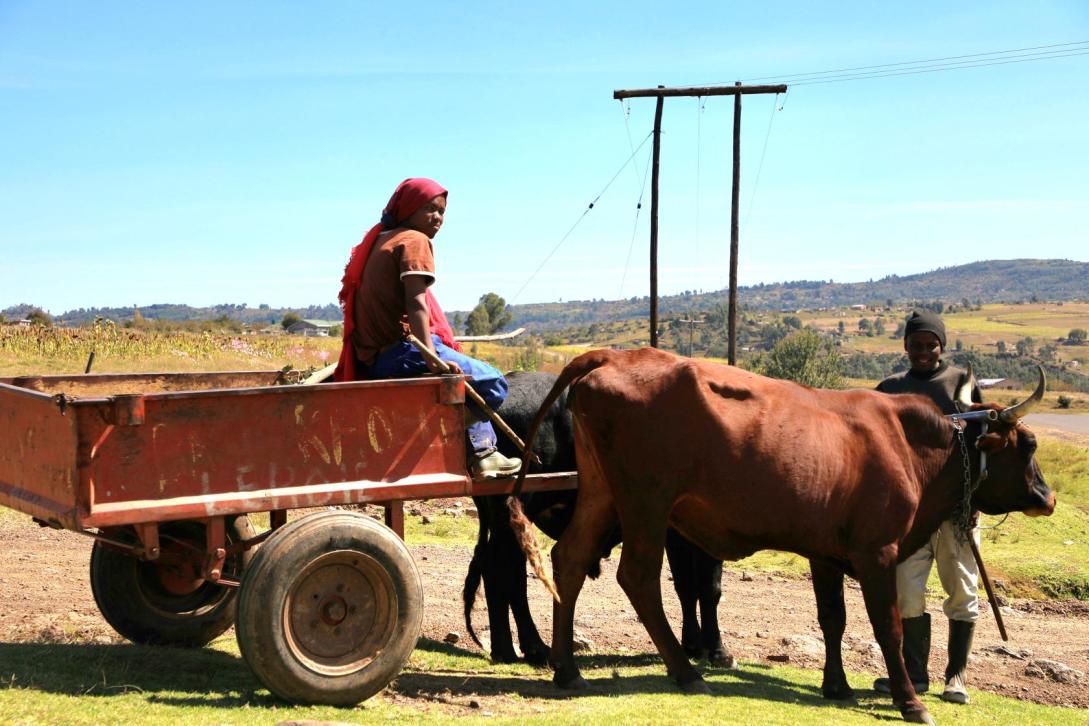 2 young people with an ox and a cart with fields in the background