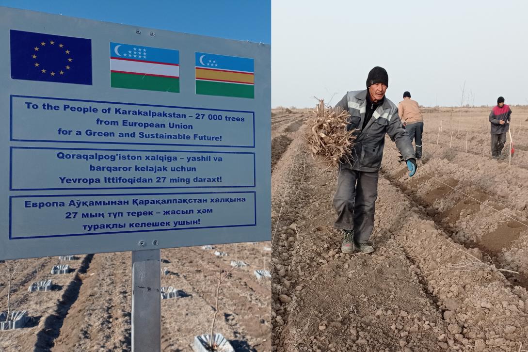 European Union completed planting of 27 thousand trees in Aral Sea basin