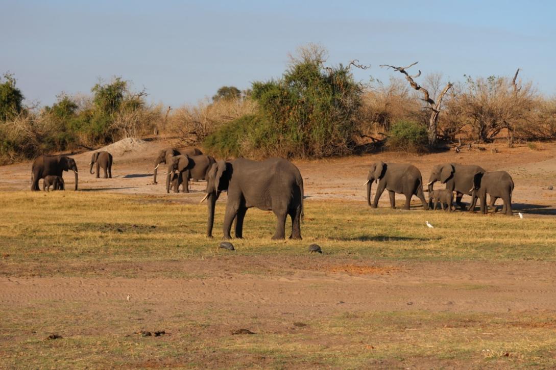 Elephants