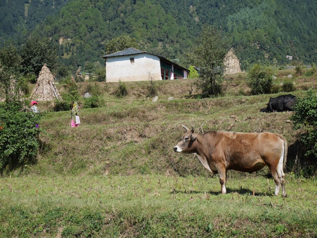 farm in the mountains with a milk cow