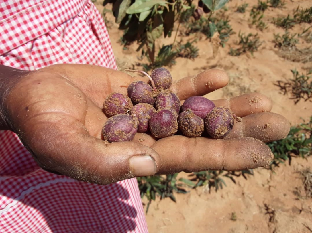 Nyimo farmer from Umzingwane, Zimbabwe