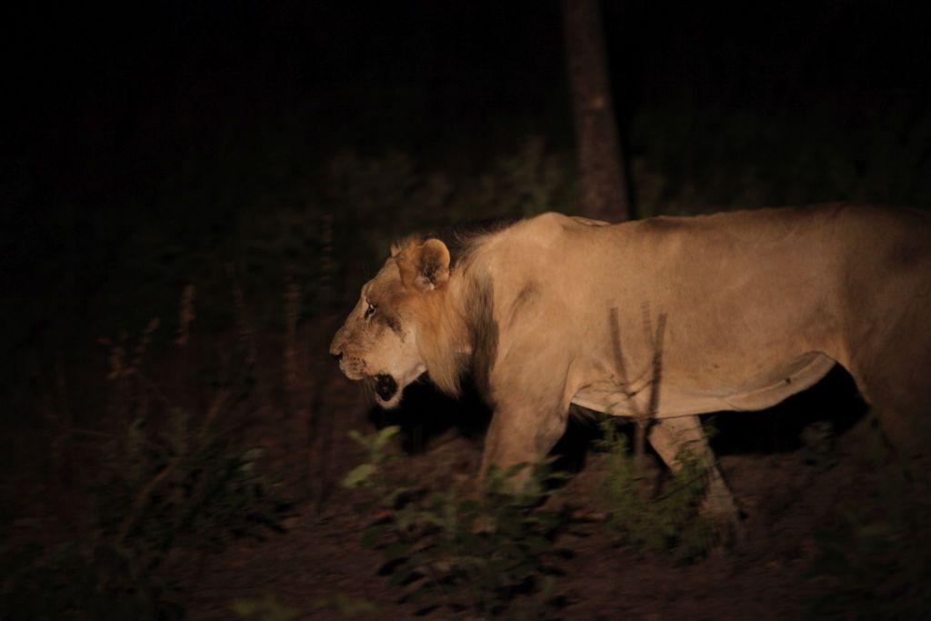 WA182_Critically-Endangered-West-African-Lion-in-Niokolo-Koba-National-Park_credit-Panthera