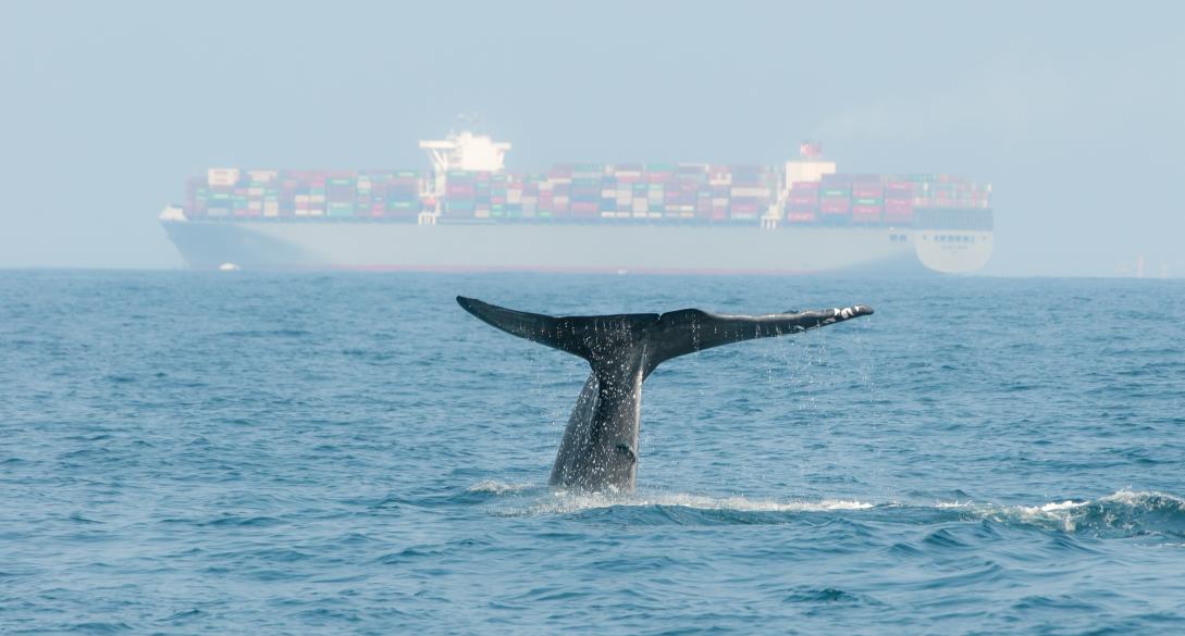 Blue whale diving near Sri Lanka with a cargo ship in the background