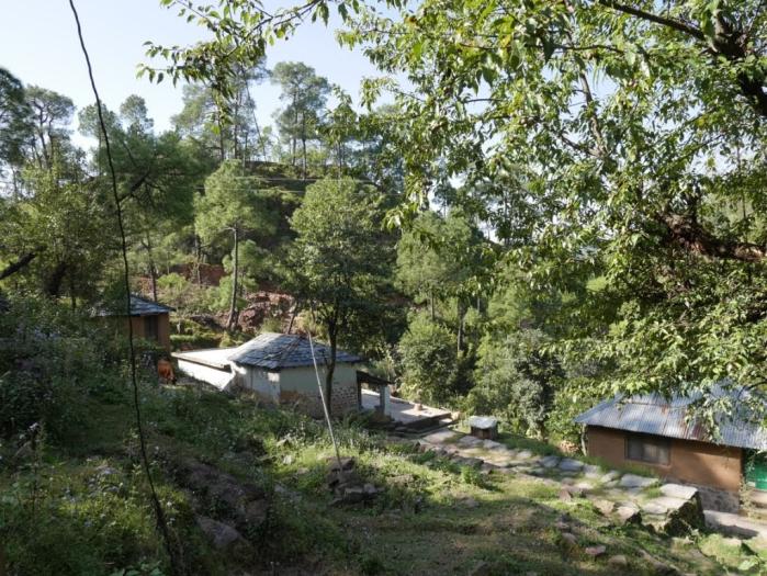 houses in a forest