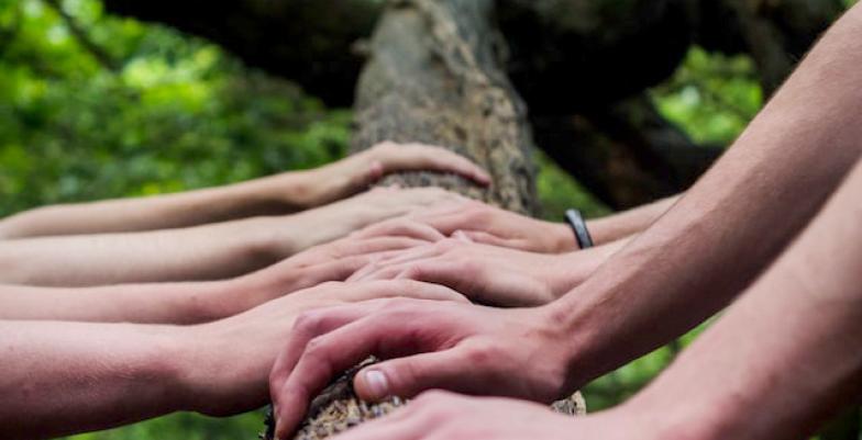 Several hands placed on a tree trunk.