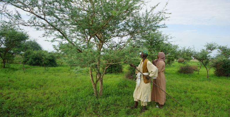 Gum Arabic producers collecting the raw material 