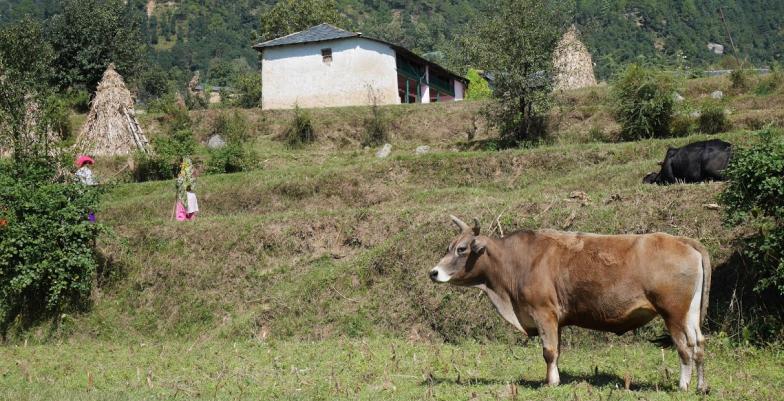 farm in the mountains with a milk cow