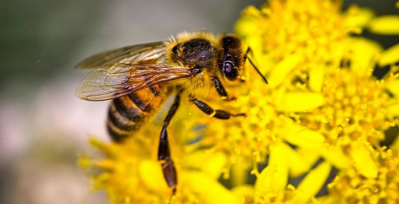 bee on yellow flower