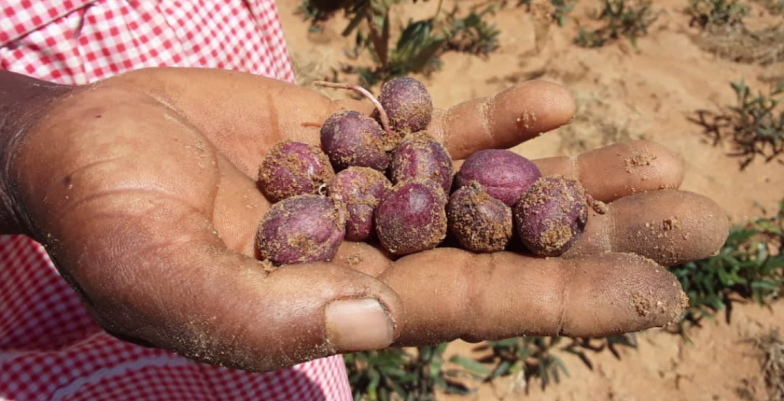 Nyimo farmer from Umzingwane, Zimbabwe